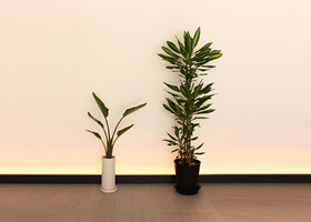 白い植木鉢に植えられた小さい観葉植物と黒い植木鉢に植えられた背の高い観葉植物の写真