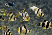 熱帯魚