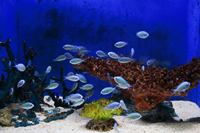熱帯魚2
