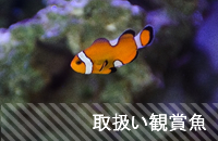 取扱い観賞魚