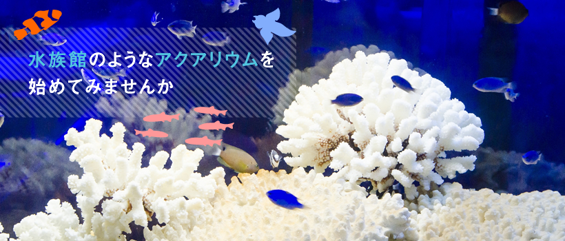 水族館のようなアクアリウムを始めてみませんか