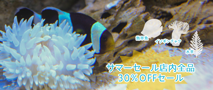 サマーセール店内全品30%OFFセール