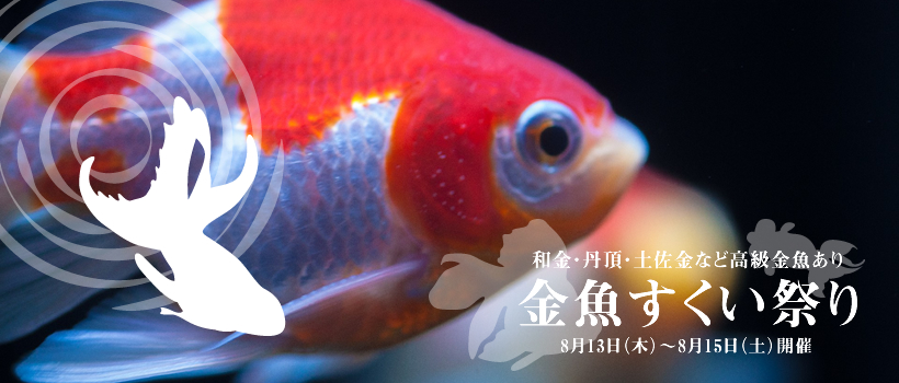 和金・丹頂・土佐金など高級金魚あり。金魚すくい祭り。8月13日（木）～8月15日（土）開催